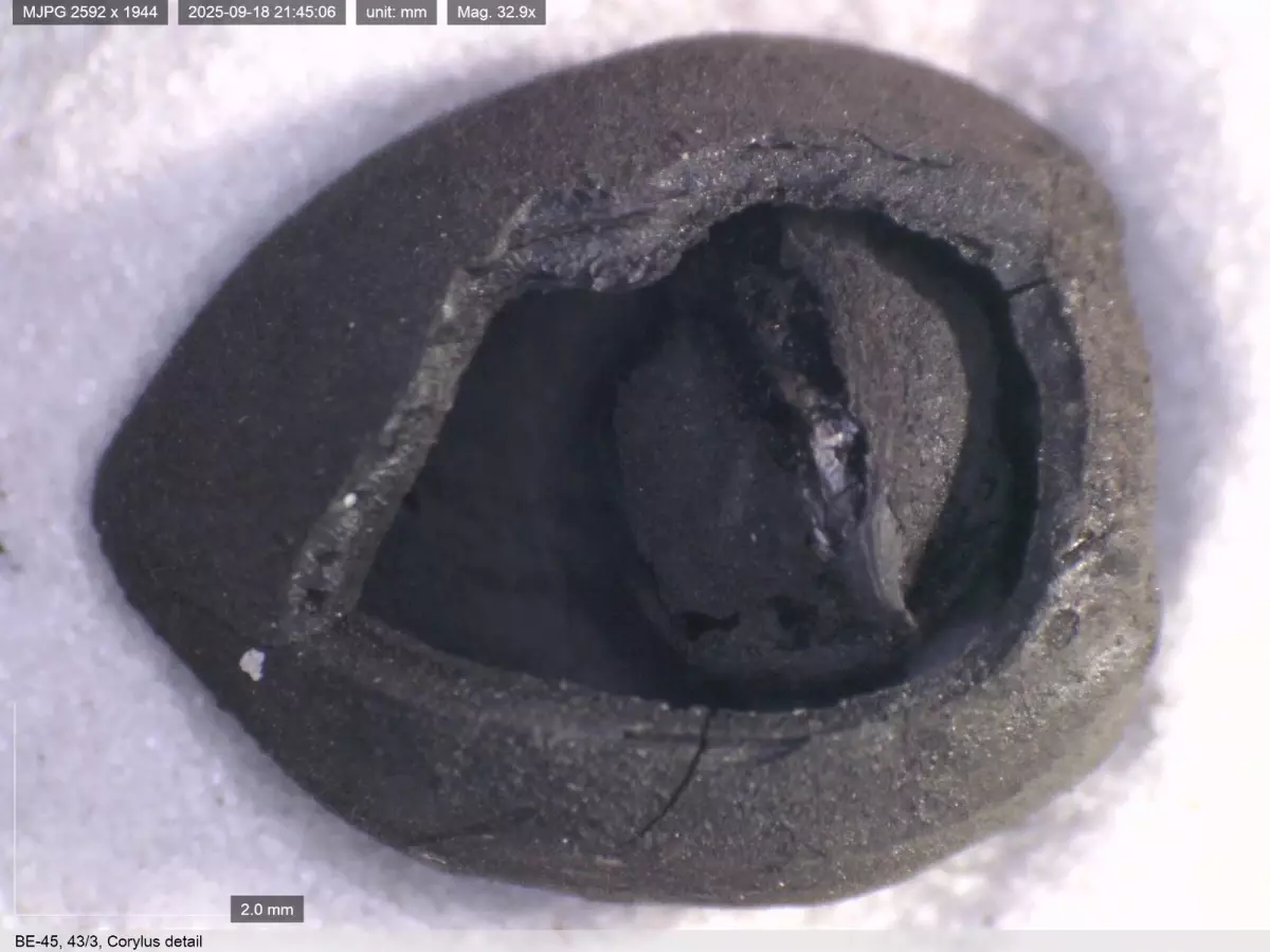 Kütahya'da 4 Bin Yıllık Nohut ve 8 Bin 600 Yıllık Ekmek Buluntuları