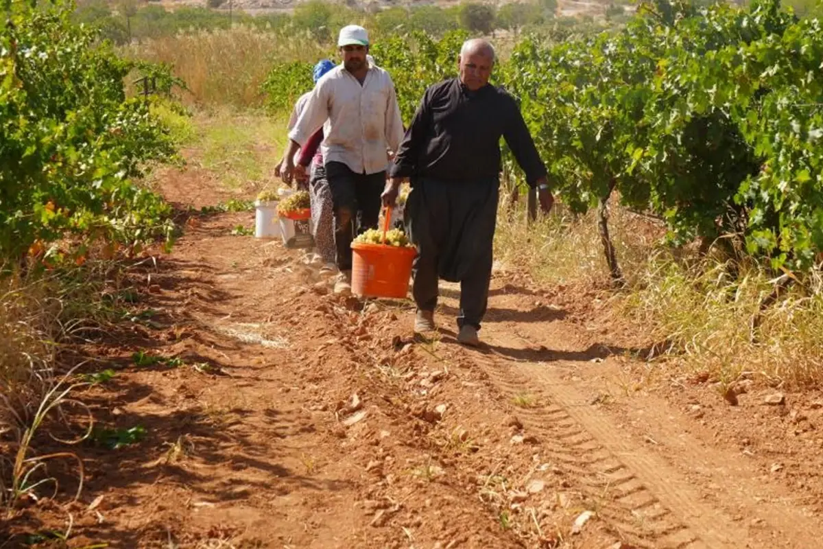 Üreticilere örnek oldu! Alternatif ürün baba-oğlu ihya etti
