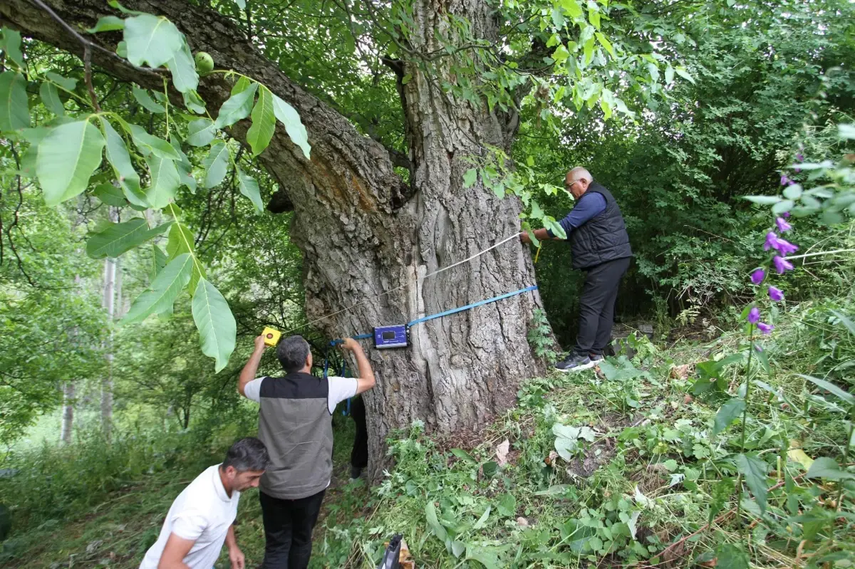 620 Yaşındaki Ceviz Ağacı Oltu'da Kuruyalı