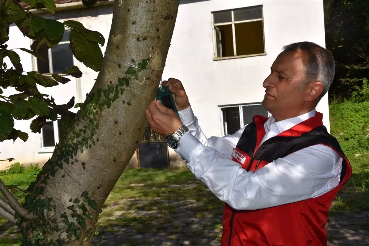 Kahverengi Kokarca ile Mücadelede 20 Bin Tuzak ve 4 Bin Litre İlaç Dağıtıldı