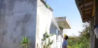 Samsun'da Kahverengi Kokarca Zararlısına Karşı İlaçlama Başlatıldı