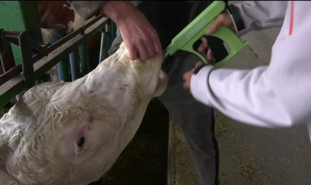 Bursa'da Yapay Zeka ile Süt İneklerinin Sağlığı Takip Ediliyor