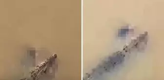 Timsah, nehirde yıkanan kadını suya çekerek ölürdü