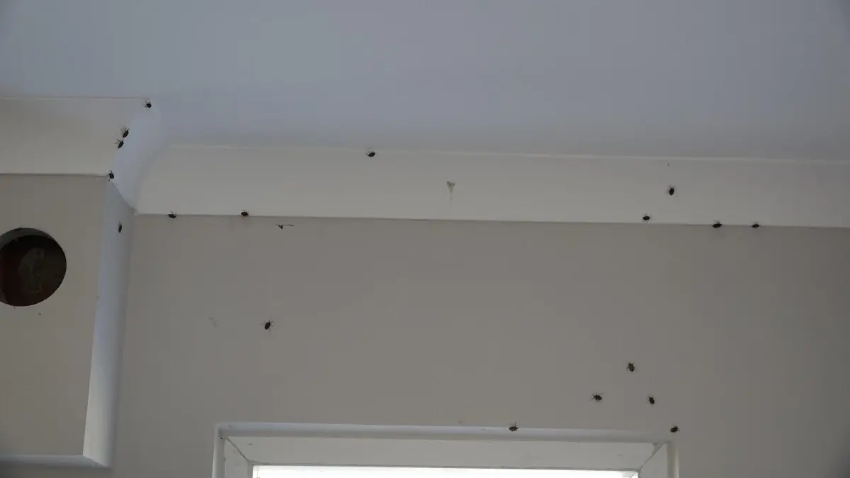 Kahverengi Kokarca, Trabzon'da Evlere Saldırıyor!