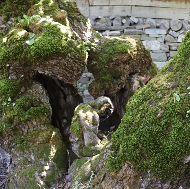 Surprising detail in the 300-year-old mulberry tree in Erzurum: We are surprised every time we look