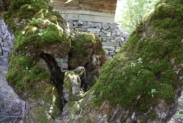 Surprising detail in the 300-year-old mulberry tree in Erzurum: We are surprised every time we look