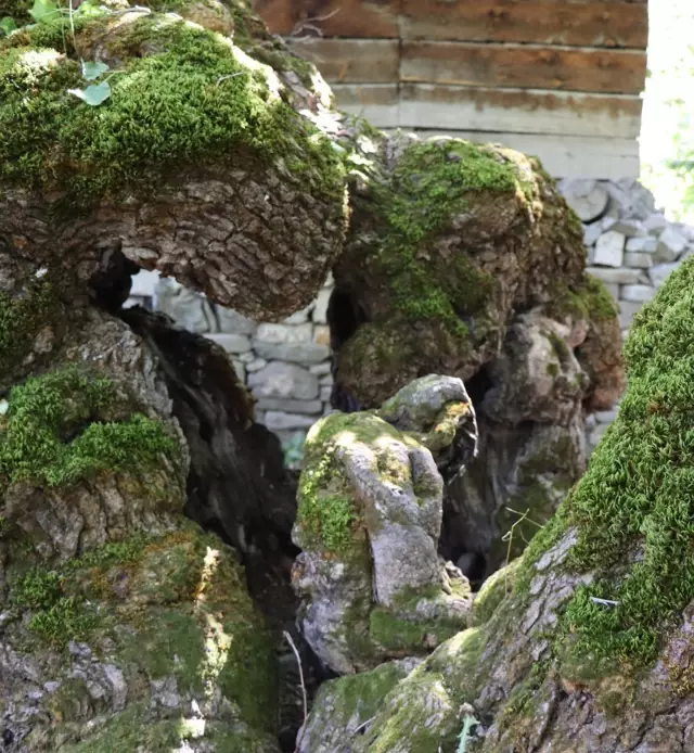 Surprising detail in the 300-year-old mulberry tree in Erzurum: We are surprised every time we look