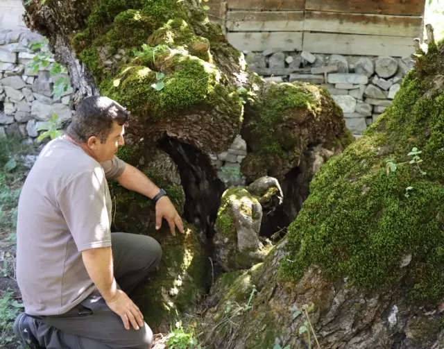 Surprising detail in the 300-year-old mulberry tree in Erzurum: We are surprised every time we look
