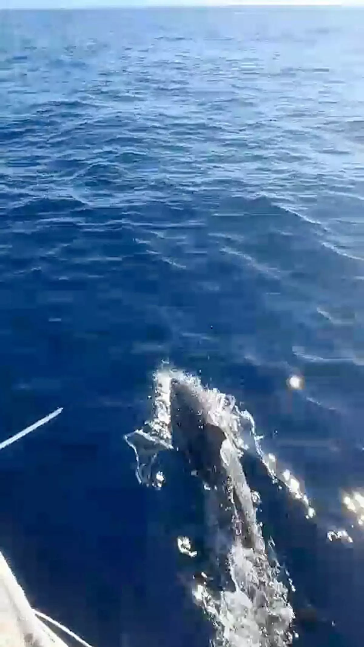 Kuşadası'nda Amatör Balıkçının Teknesine Yaklaşan 3 Yunus Görüntülendi