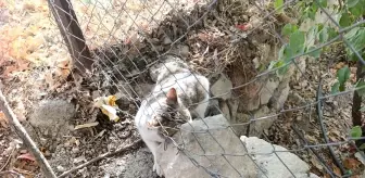 Dikenli Tellere Takılan Kedi Kurtarıldı