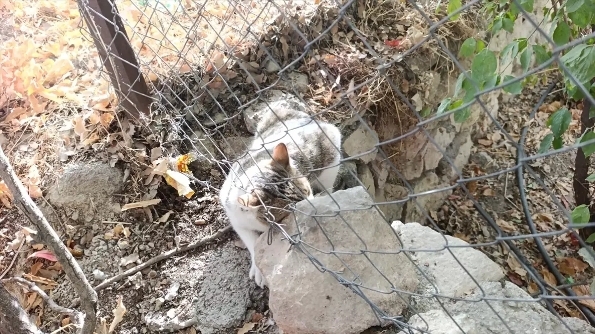 Dikenli Tellere Takılan Kedi Kurtarıldı.