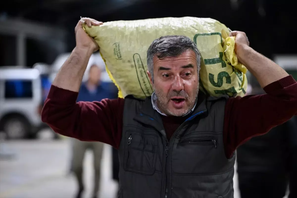 Düzce'de 'Düzce Kuzusu' Kestanesinin Mezatı Açıldı