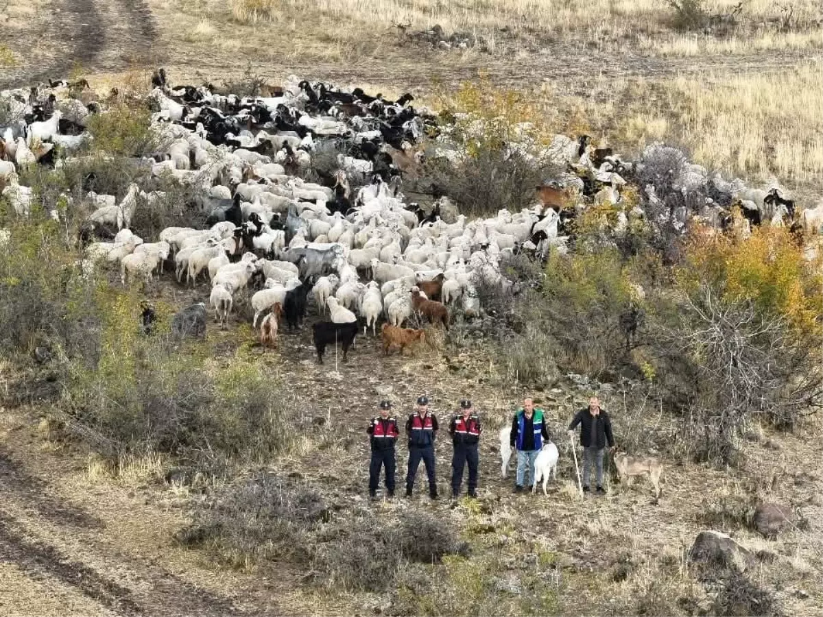 Beypazarı'nda Kaybolan 544 Küçükbaş Hayvan Dron ile Bulundu