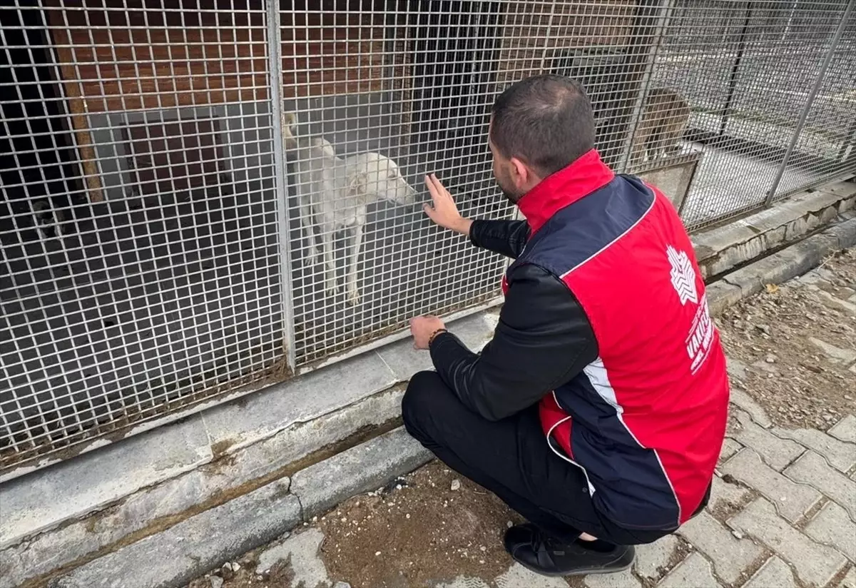 Kütahya Vakıflar Bölge Müdürlüğü'nden Sahipsiz Hayvanlara Mama Desteği