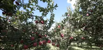 Muş'ta Elma Hasadından 100 Milyon Lira Gelir Bekleniyor