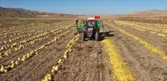 Nevşehir Kabak Çekirdeği Üretiminde Rekor Artış