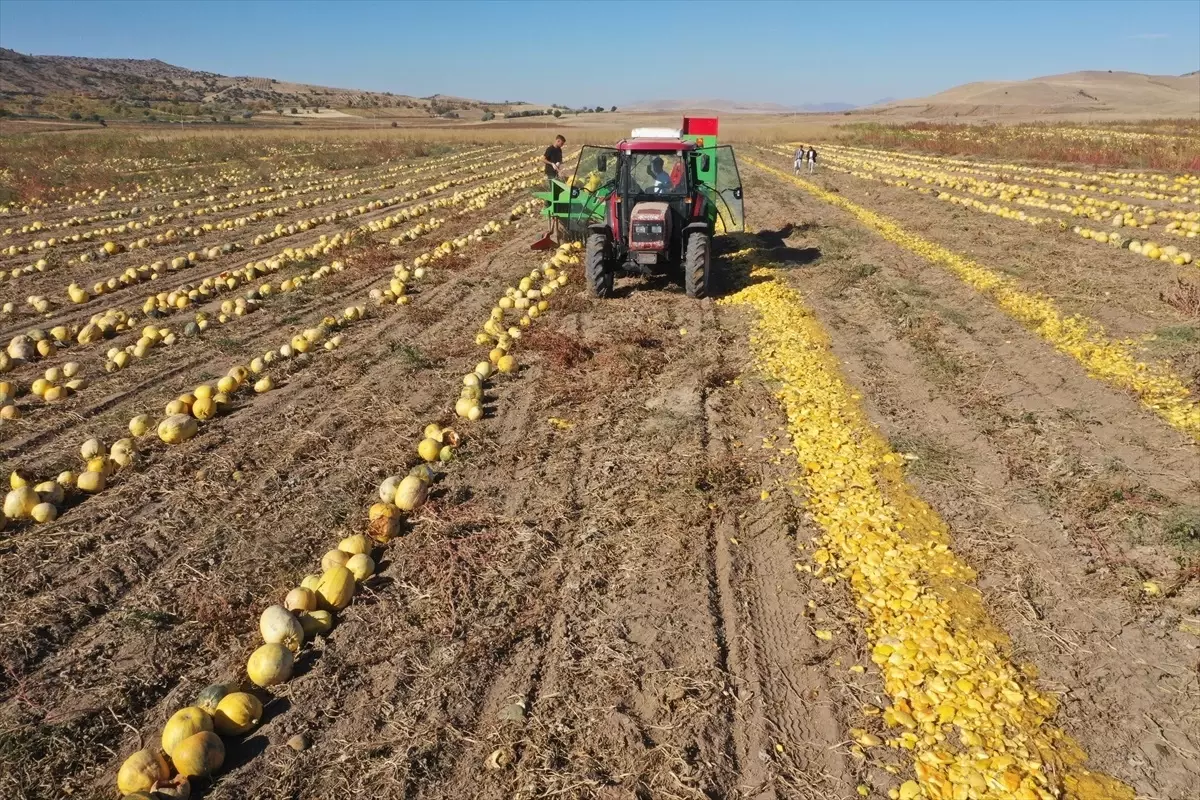 Nevşehir Kabak Çekirdeği Üretiminde Rekor Artış