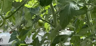 PANKOBİRLİK Genel Başkanı Erkoyuncu'dan Pancar Fiyatı Açıklaması