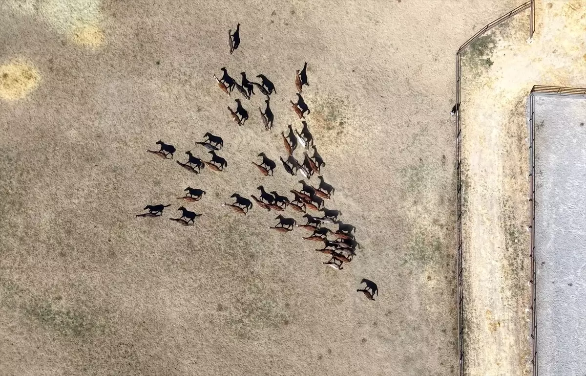 Malatya'da Safkan Arap Tayları Yetiştiriliyor