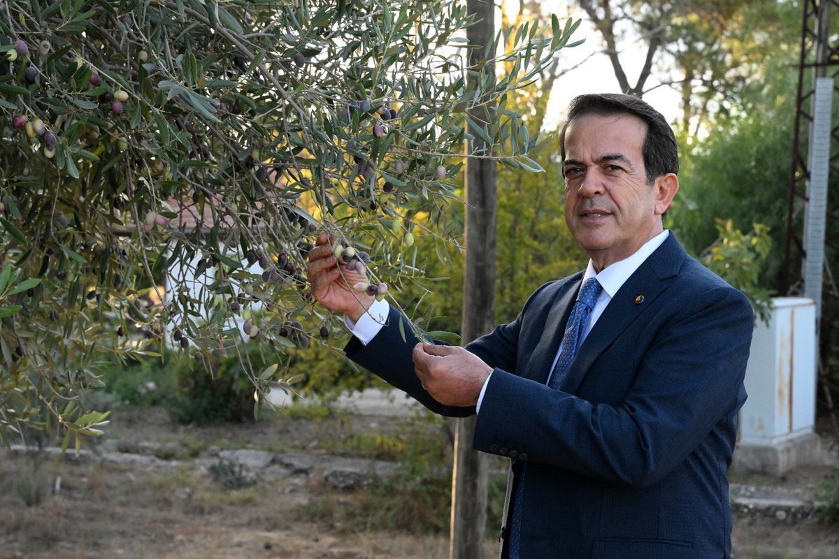 Zeytinpark'ta Asırlık Zeytin Ağaçlarından 70 Kilogram Zeytin Bekleniyor