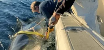 Atlantik'te yakalanan en büyük beyaz köpekbalığı bilim dünyasını şaşırttı