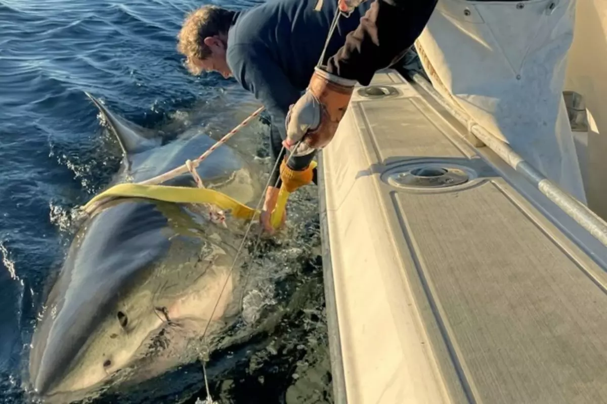Atlantik'te yakalanan en büyük beyaz köpekbalığı bilim dünyasını şaşırttı