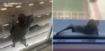 İki kardeş perdeyi açınca hayatının şokunu yaşadı
