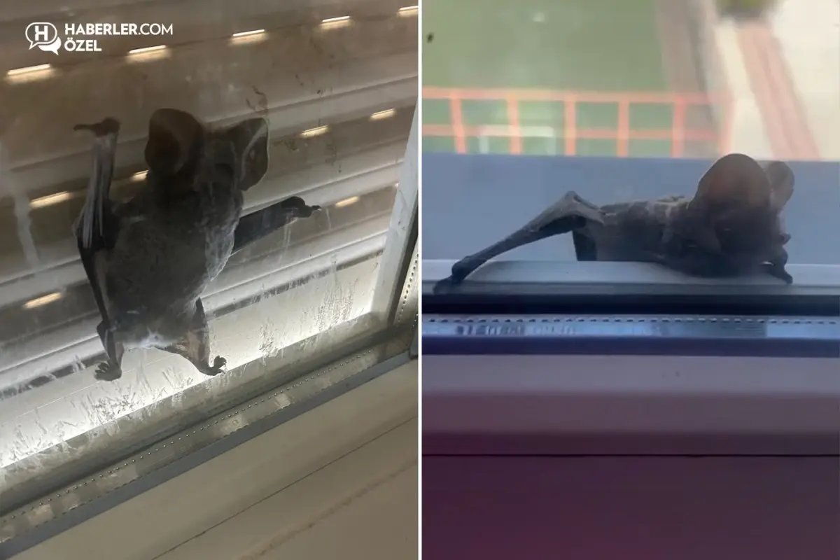 görsel