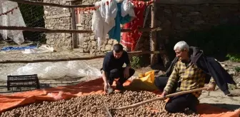 Muş'ta Ceviz Hasadı: Bin Ton Rekolte Bekleniyor