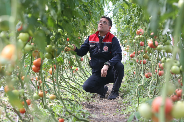 They are growing tomatoes in a province where the belly has been buried for 6 months! Yield has revived.