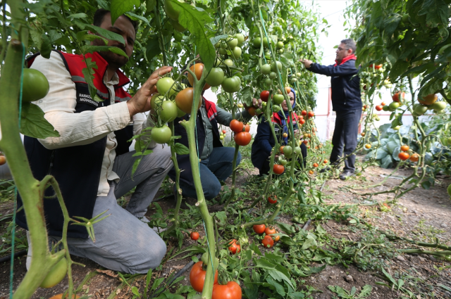 They are growing tomatoes in a province where the belly has been buried for 6 months! Yield has revived.