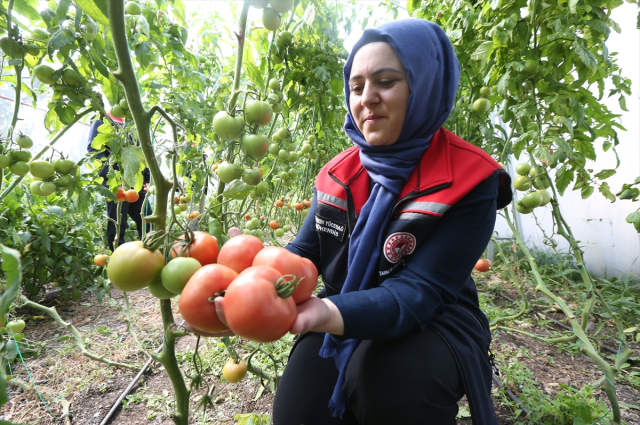 They are growing tomatoes in a province where the belly has been buried for 6 months! Yield has revived.