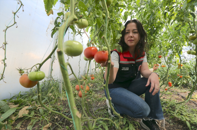 They are growing tomatoes in a province where the belly has been buried for 6 months! Yield has revived.