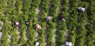 Kuraklık Çukurören Biberi Üretimini Vurdu: Ekim Alanları Yarıya Düştü