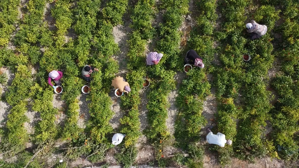 Kuraklık Çukurören Biberi Üretimini Vurdu: Ekim Alanları Yarıya Düştü