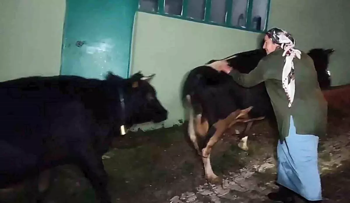 Bartın'da Mahsur Kalan Büyükbaş Hayvanlar Kurtarıldı