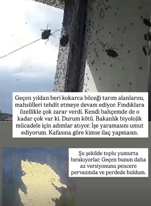 Scary warning about the bug said to bring the end of the world: It could spread to all of Turkey