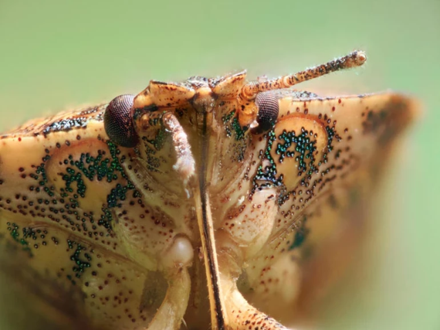 Scary warning about the bug said to bring the end of the world: It could spread to all of Turkey