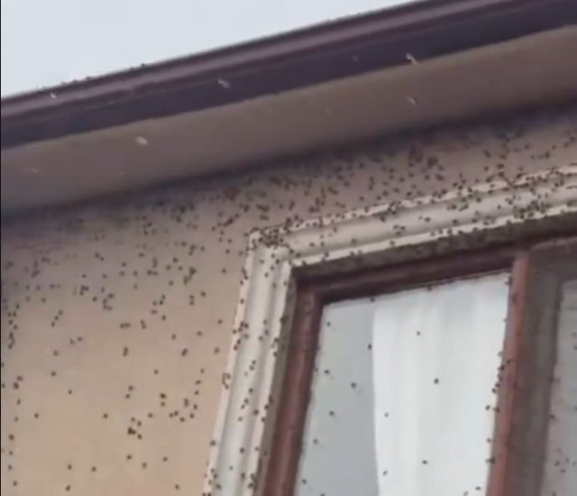 Scary warning about the bug said to bring the end of the world: It could spread to all of Turkey