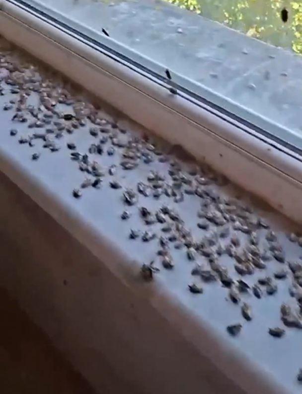 Scary warning about the bug said to bring the end of the world: It could spread to all of Turkey