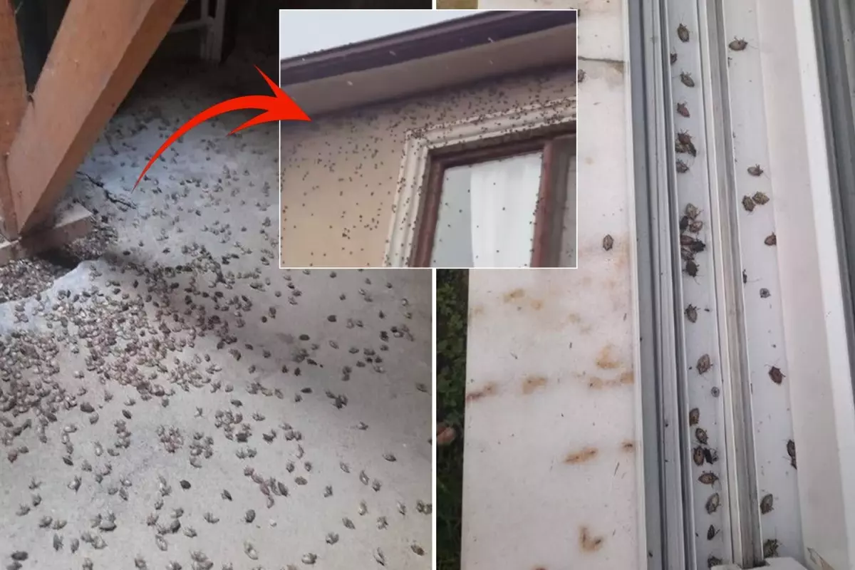 Dünyanın sonunu getireceği söylenen böcekle ilgili korkutan uyarı: Tüm Türkiye'ye yayılabilir