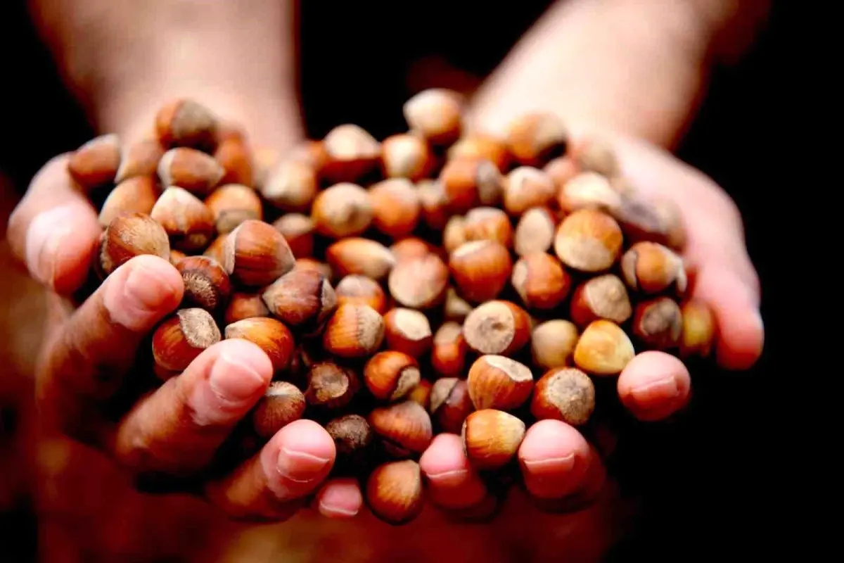 Düzce'den AB Ülkelerine Fındık İhracatı 15 Bin Tona Ulaştı