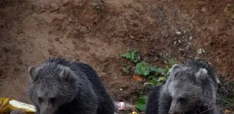Kastamonu'da Ayı Yavrularına İnsanlardan Destek