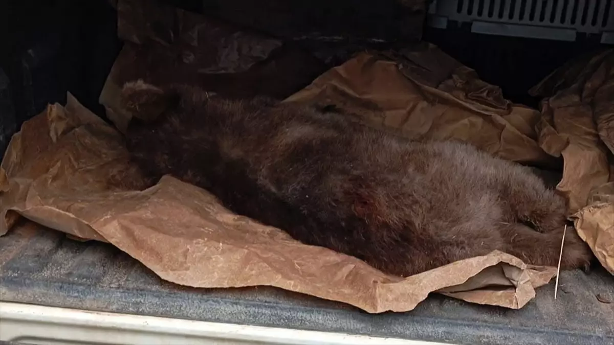 Karabük'te Ağaçta Mahsur Kalan Ayı Yavrusu Kurtarıldı