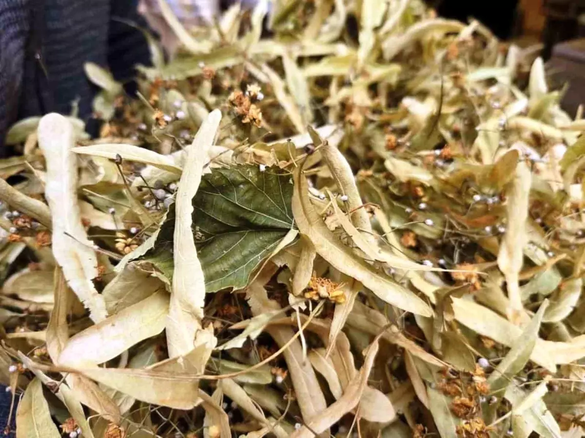 Ihlamur Kış Aylarının Vazgeçilmezi: Kilosu 1500 TL