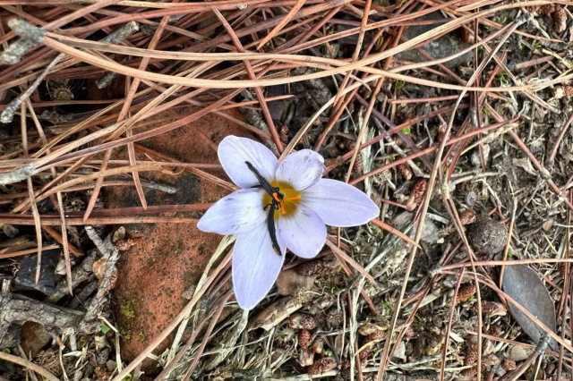 Penalty of 557,212 TL for those who pick the Sultan crocus