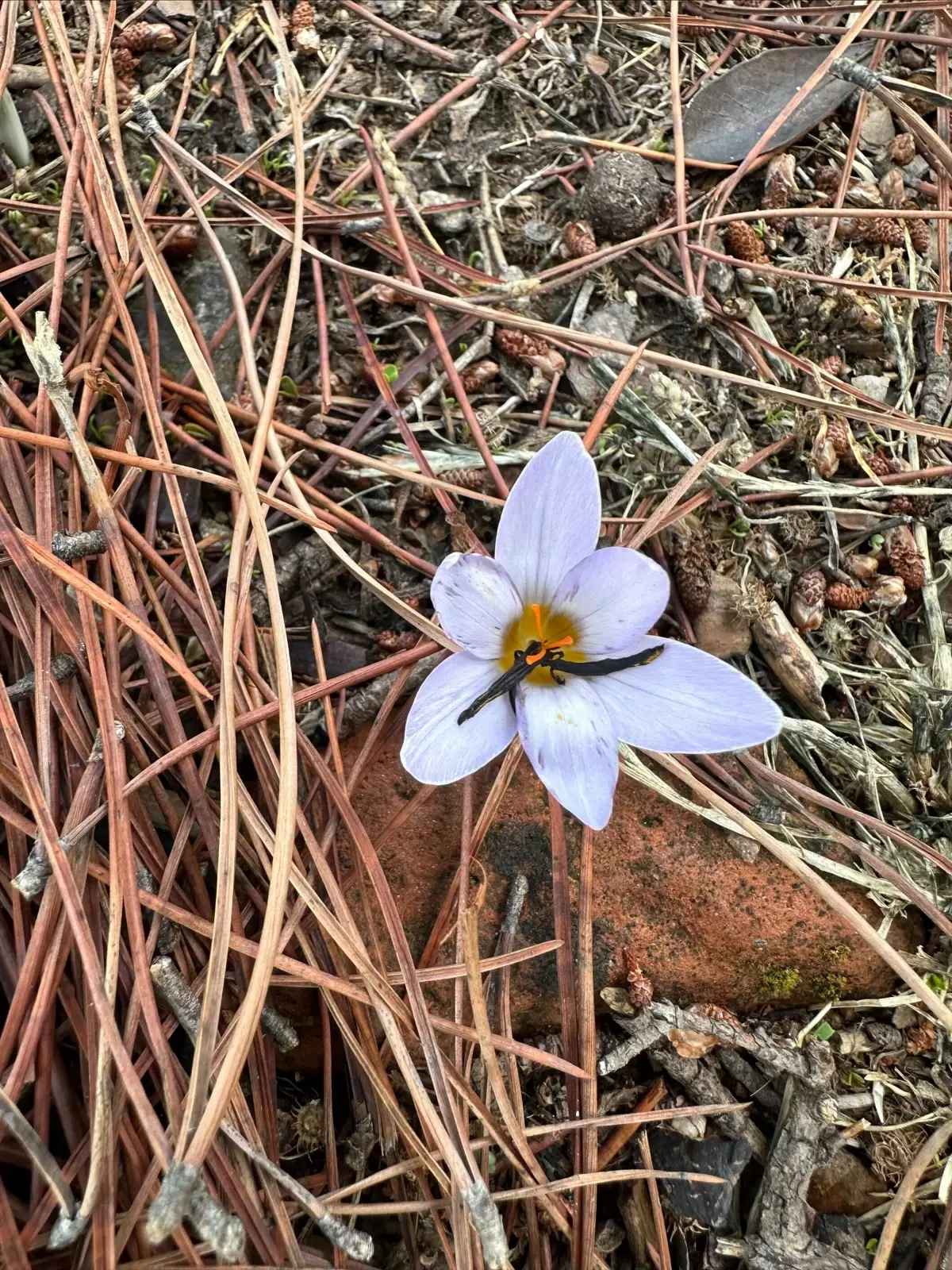Sultan Çiğdemini Koparanlara 557 Bin TL Ceza