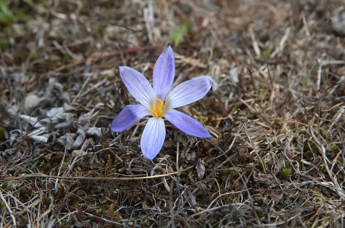 Sonbaharın Habercisi: Vargit Çiçekleri Ilgaz Dağı’nı Süslüyor