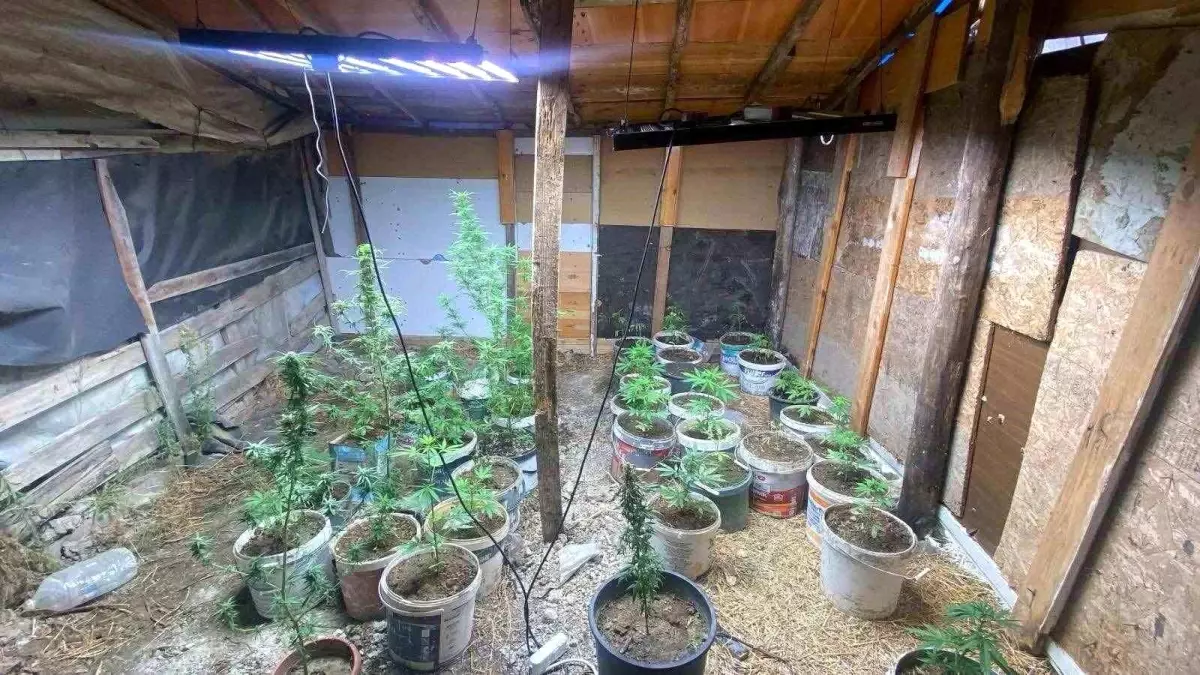 Kuşadası'nda Uyuşturucu Yetiştiren 2 Şüpheli Yakalandı
