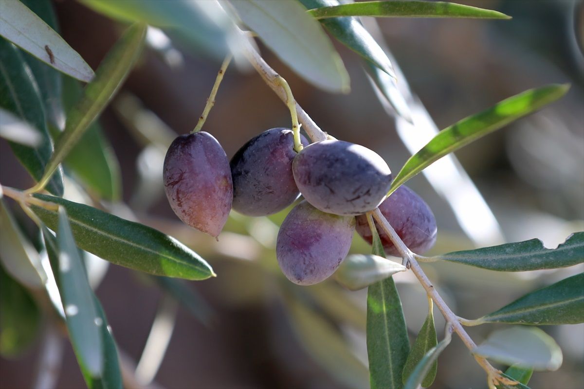 Antalya'da Zeytin Üretimini Artırma Çabaları